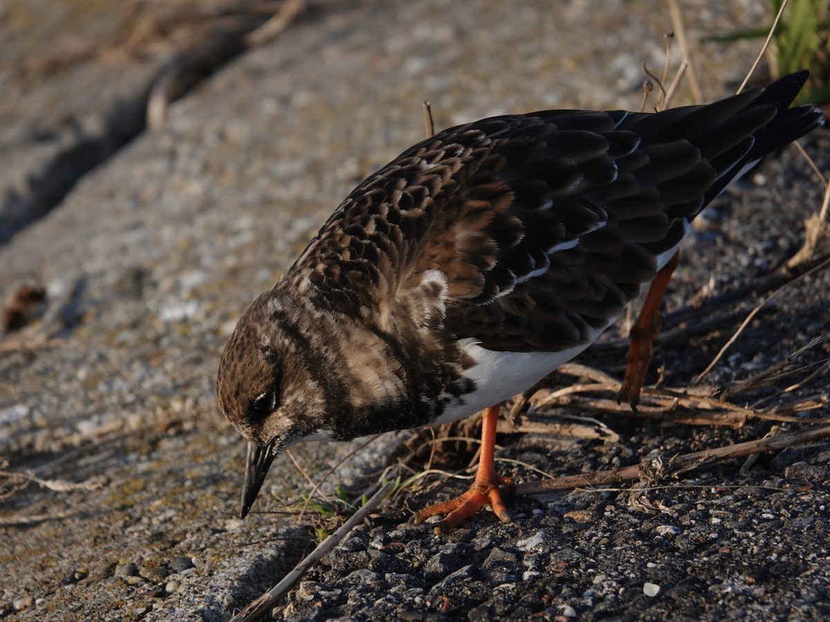 Ruddy Turnstone - ML645668369