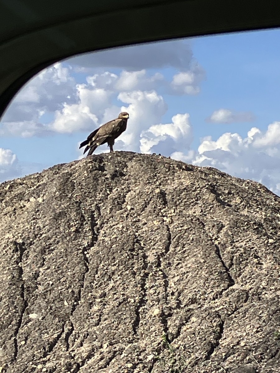 Tawny Eagle - ML645668378