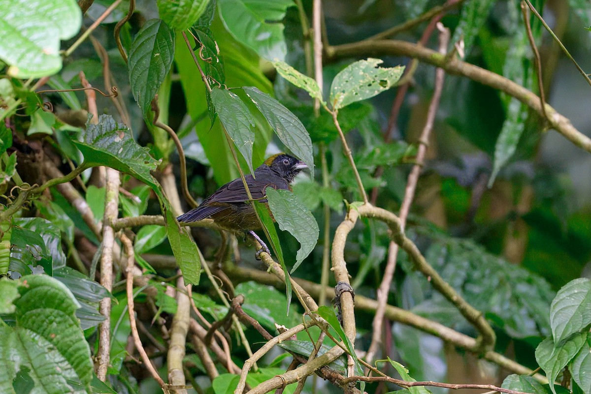 Dusky-faced Tanager - ML645668386