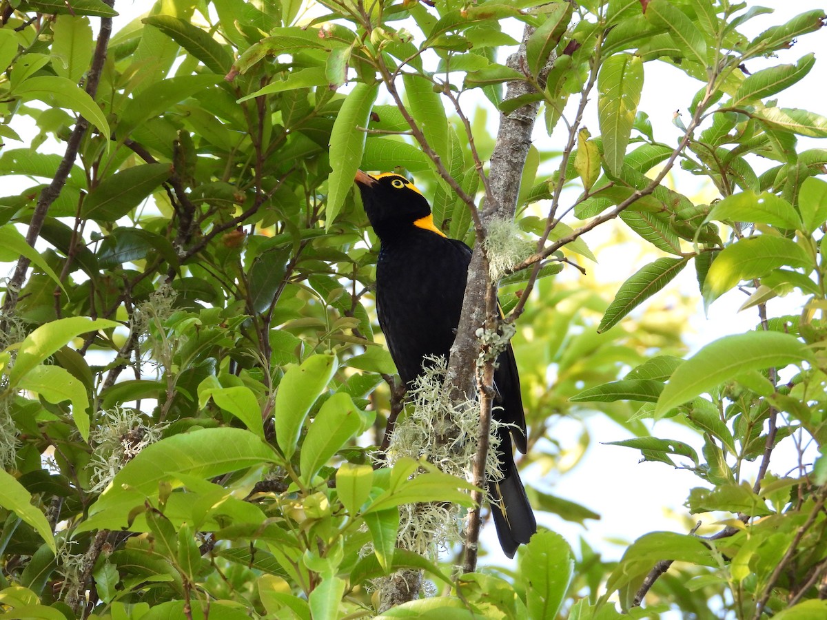 Regent Bowerbird - ML645668387