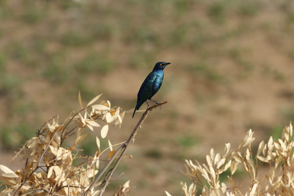 Rüppell's Starling - ML645668390