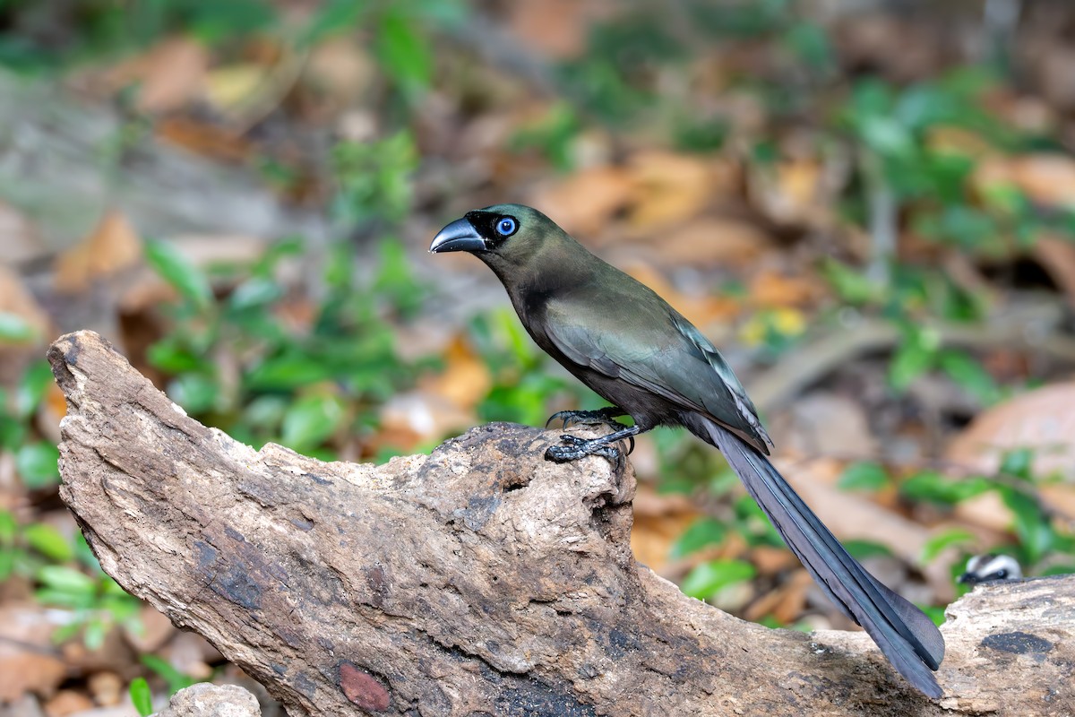 Racket-tailed Treepie - ML645668393