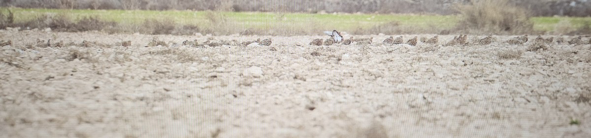 Pin-tailed Sandgrouse - ML645668394