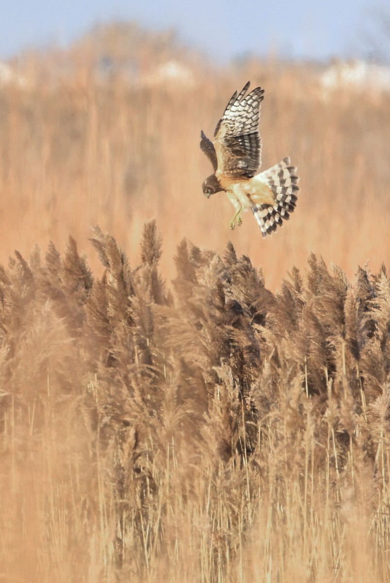 Northern Harrier - ML645668395