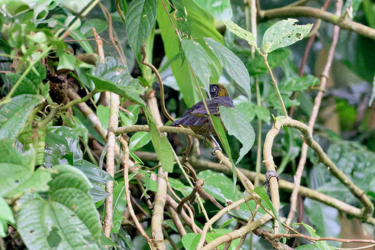 Dusky-faced Tanager - ML645668396