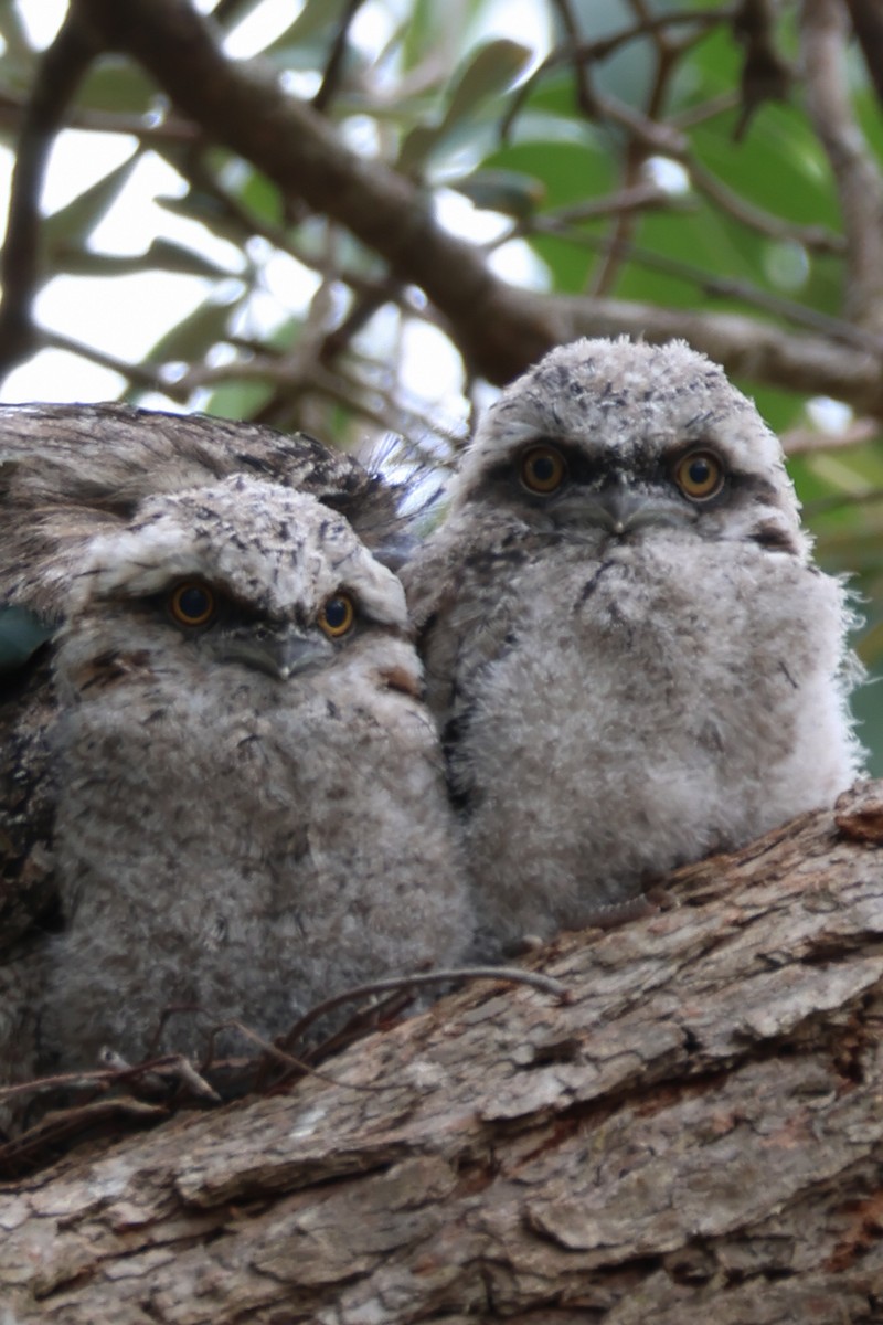 Tawny Frogmouth - ML645668401