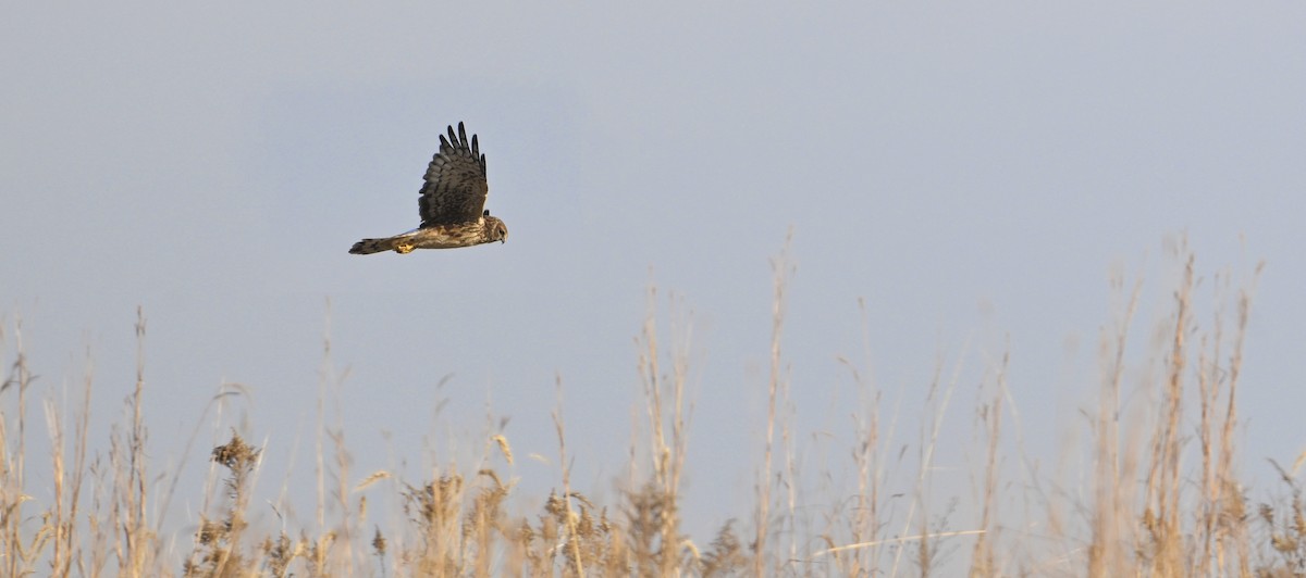 Northern Harrier - ML645668404