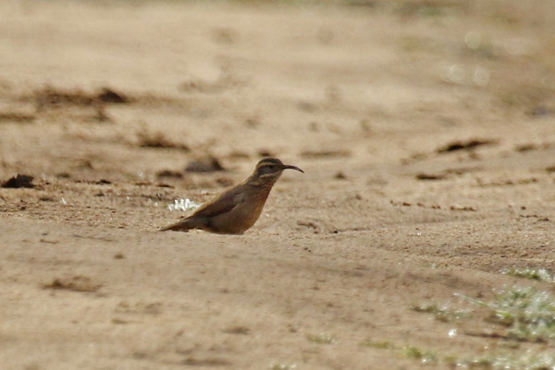 Patagonian Forest Earthcreeper - ML645668406
