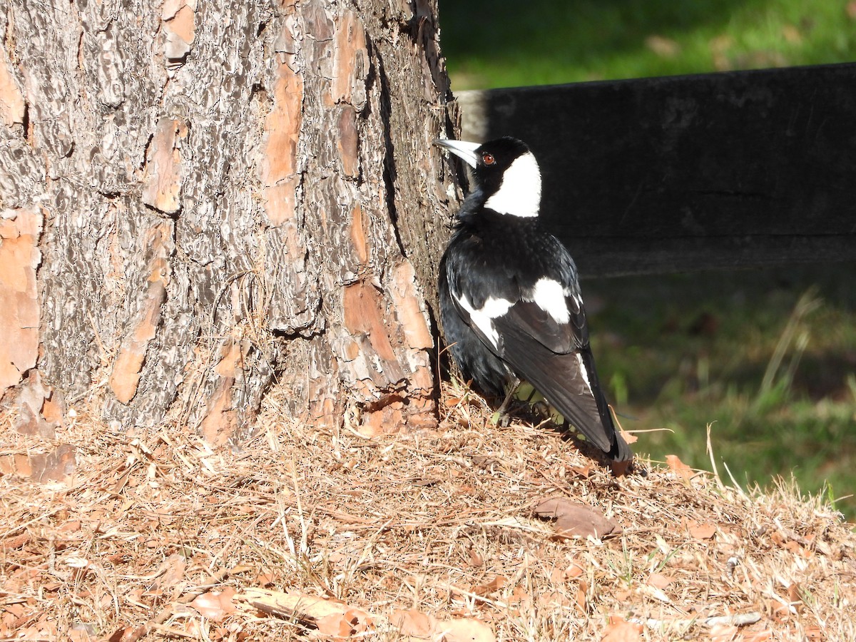 Magpie-lark - ML645668407