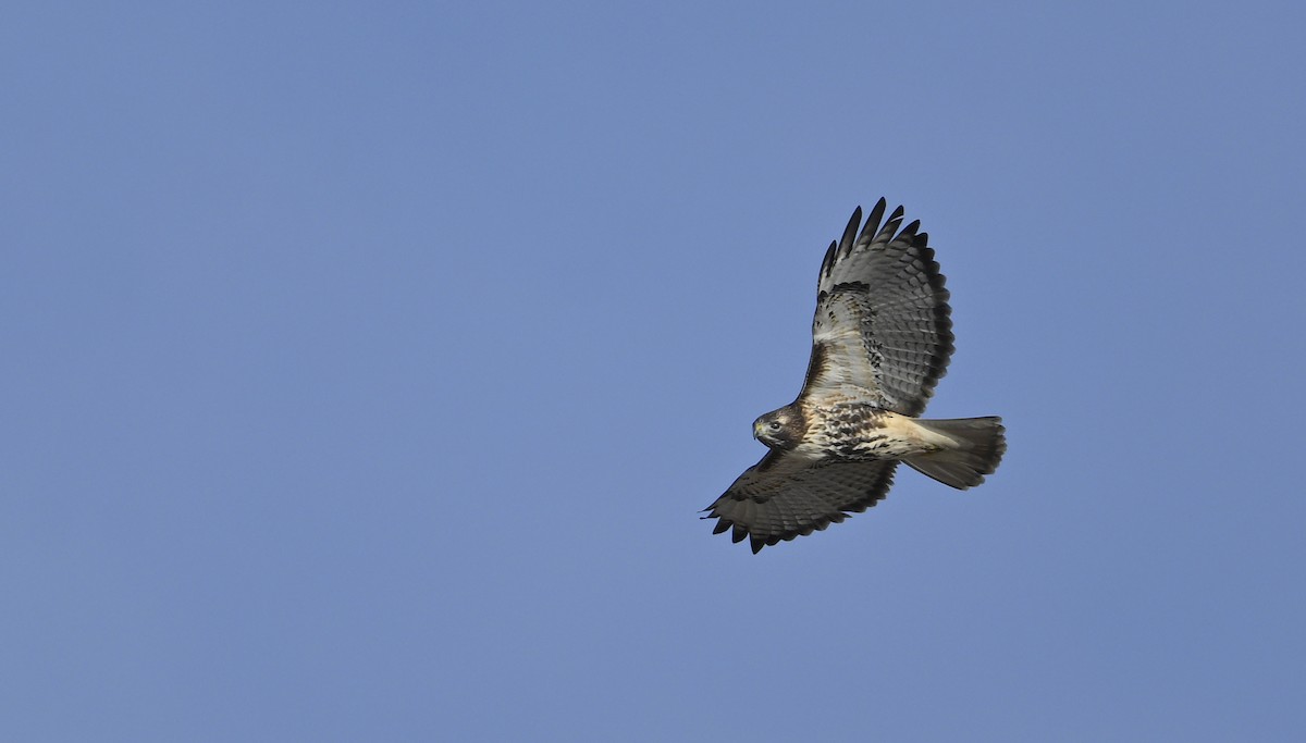 Red-tailed Hawk - ML645668408