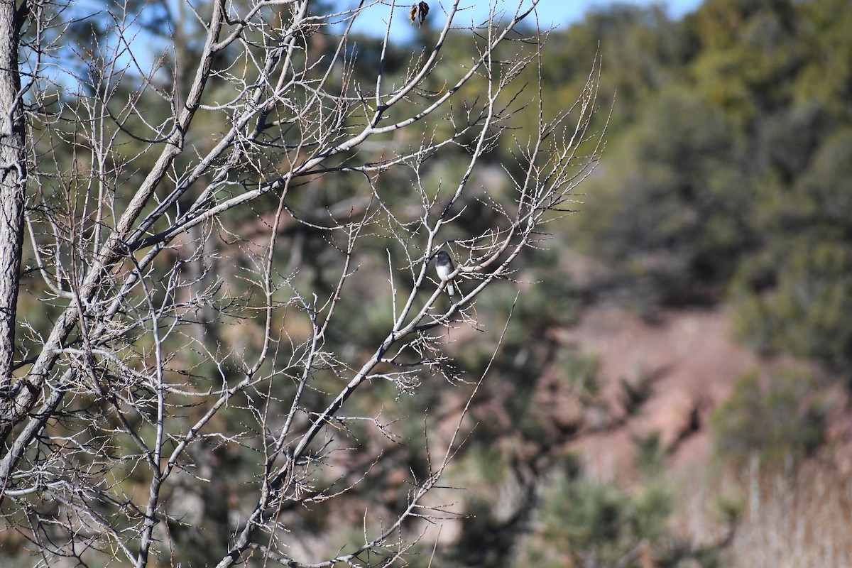 Dark-eyed Junco (Oregon) - ML645668412