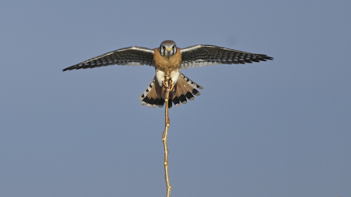 American Kestrel - ML645668413