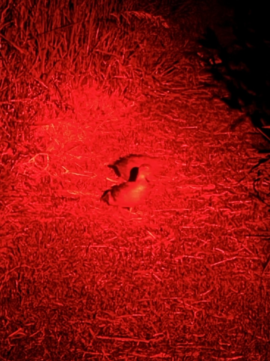 Brown Teal - ML645668416