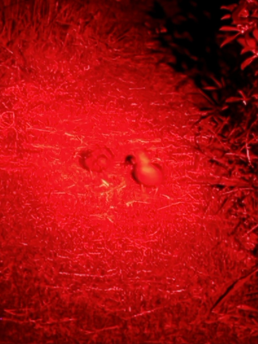 Brown Teal - ML645668417