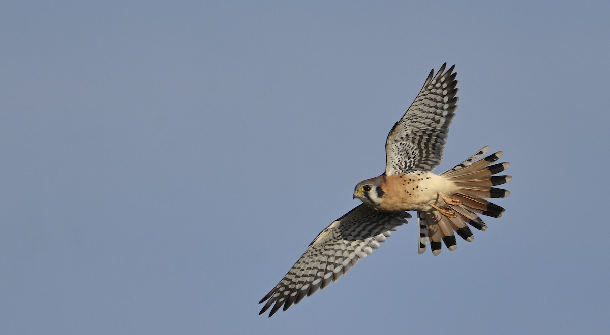 American Kestrel - ML645668420