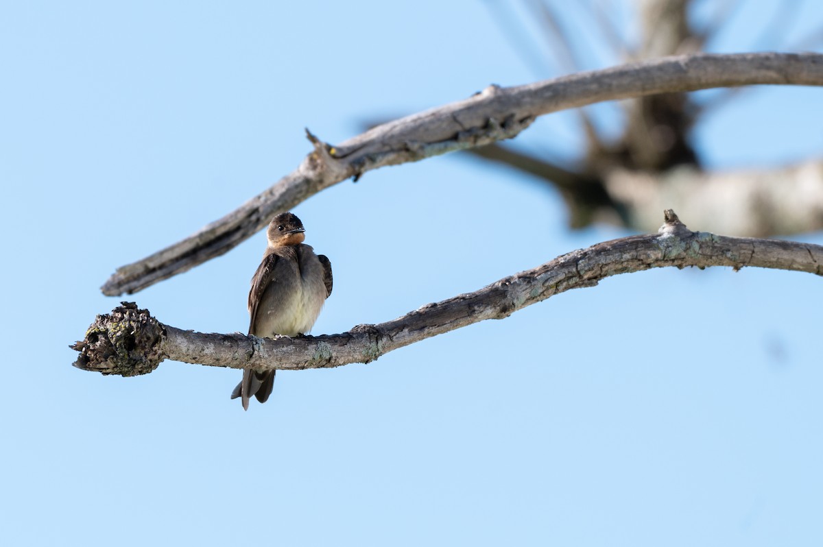 Southern Rough-winged Swallow - ML645668421