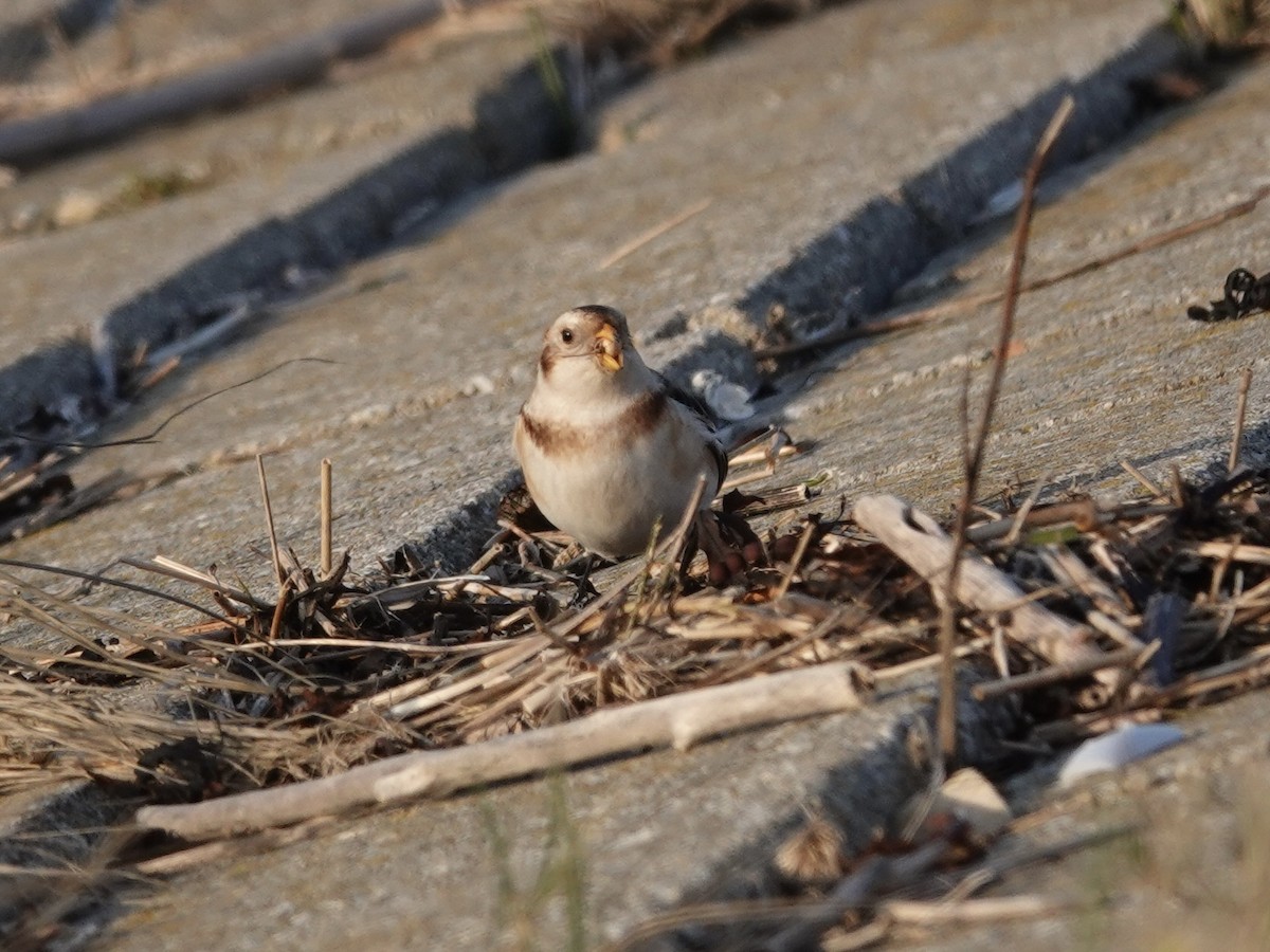 Пуночка снігова - ML645668422