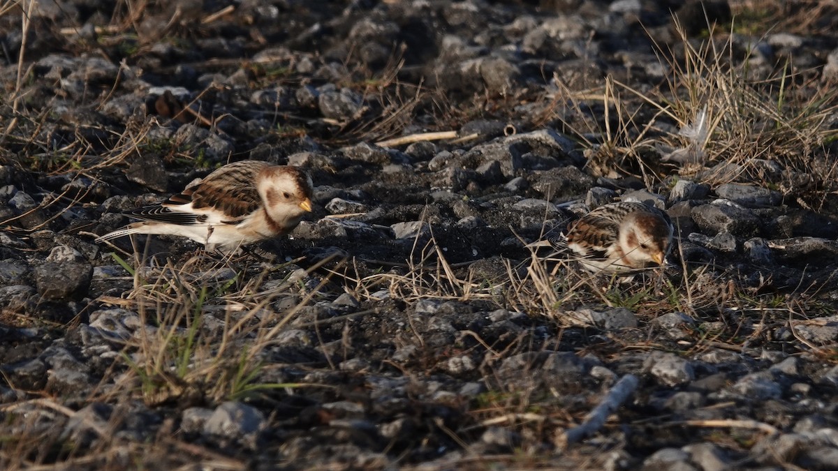 Пуночка снігова - ML645668423