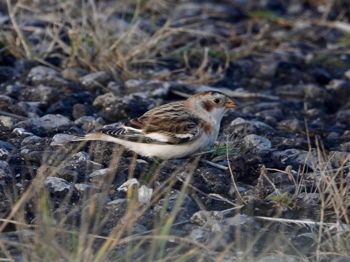 Пуночка снігова - ML645668424