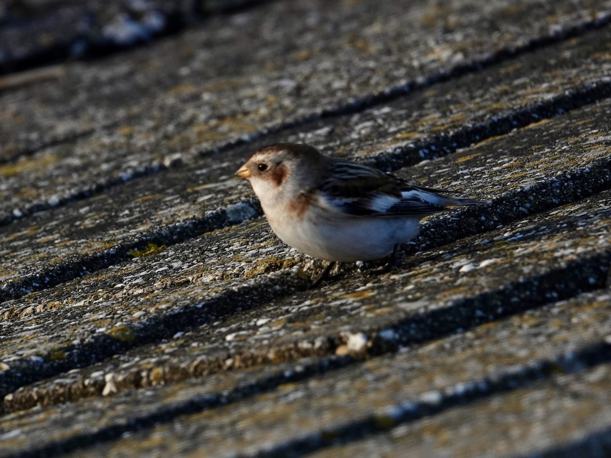 Пуночка снігова - ML645668425