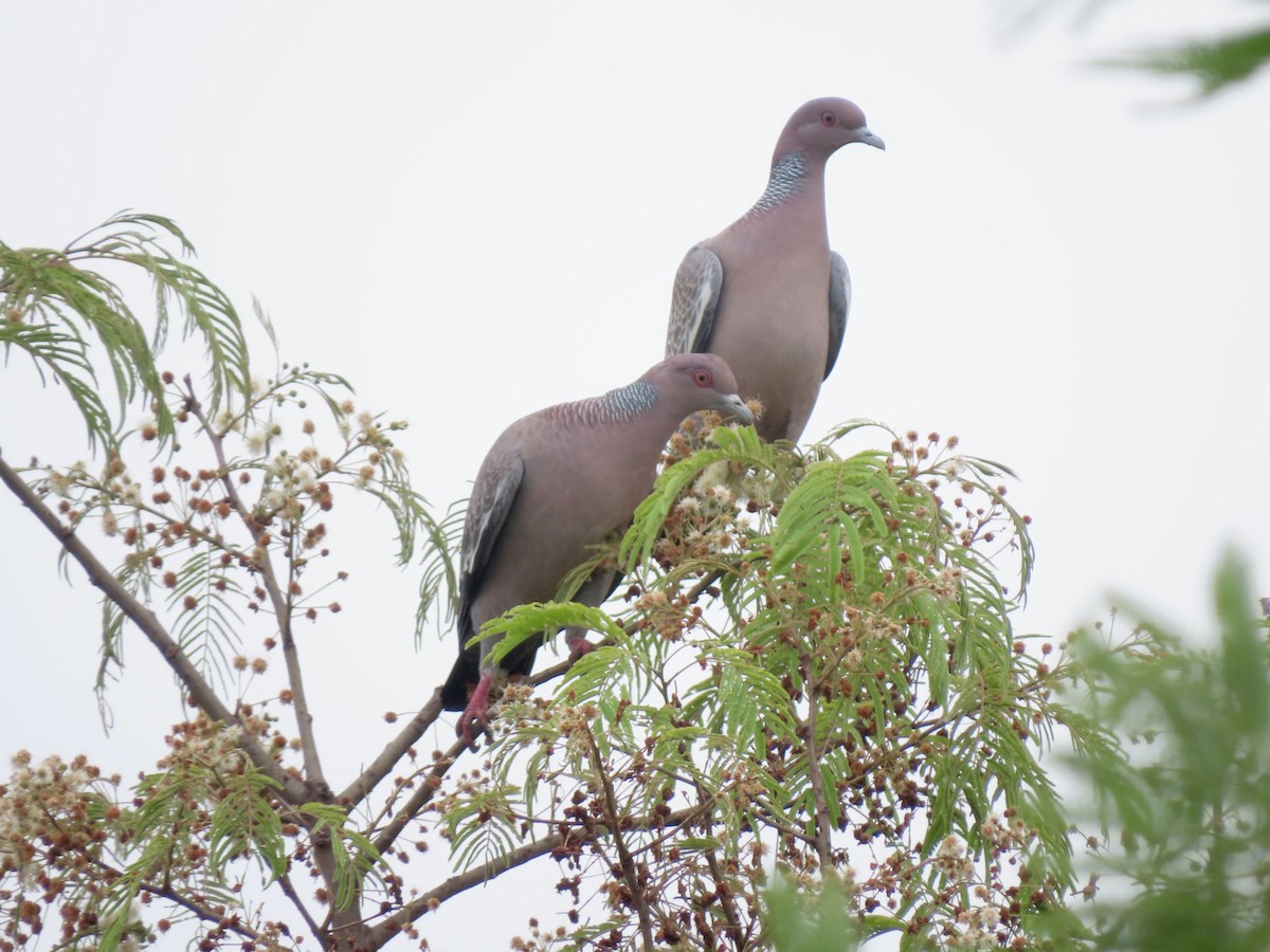 Paloma Picazuró - ML645668426