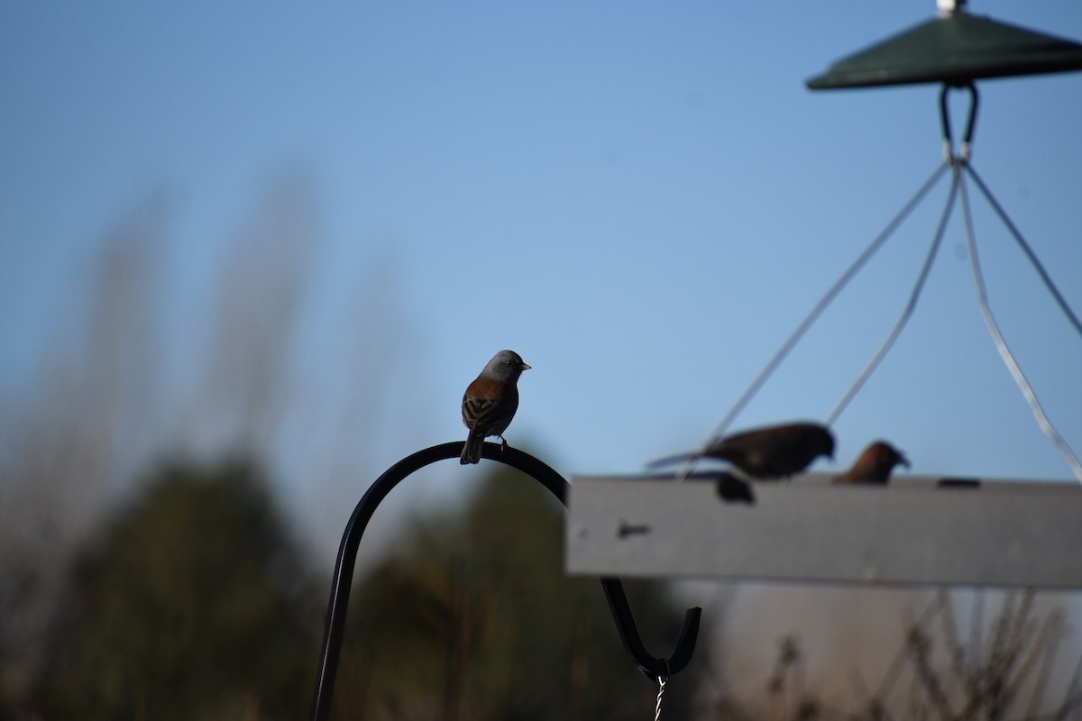 Dark-eyed Junco (Gray-headed) - ML645668427