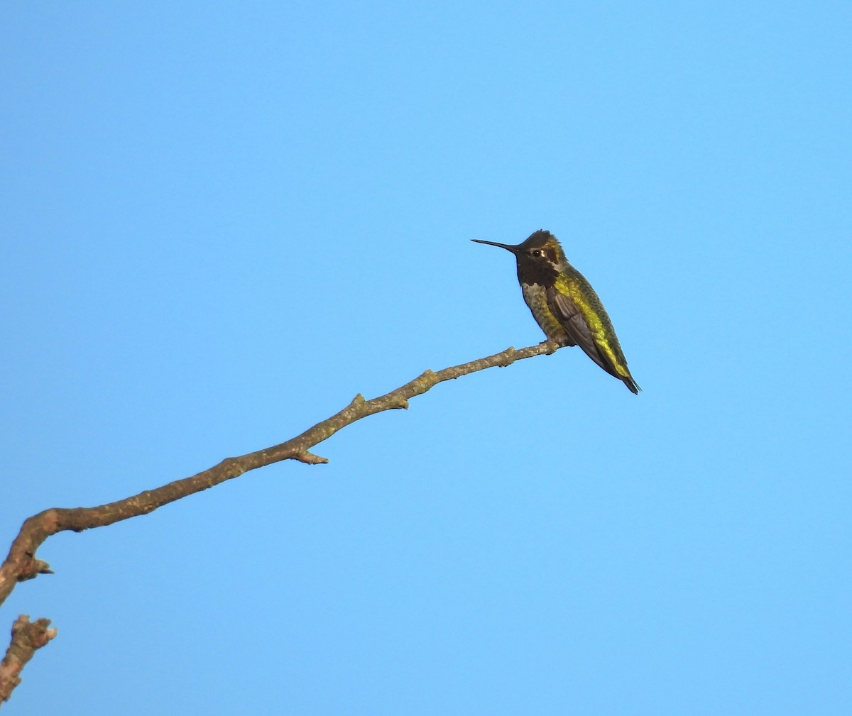 Anna's Hummingbird - ML645668429