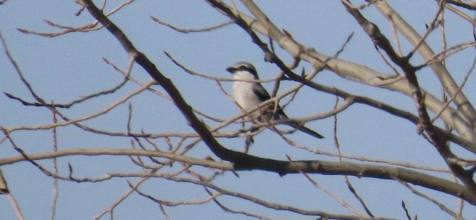 Northern Shrike - ML645668433