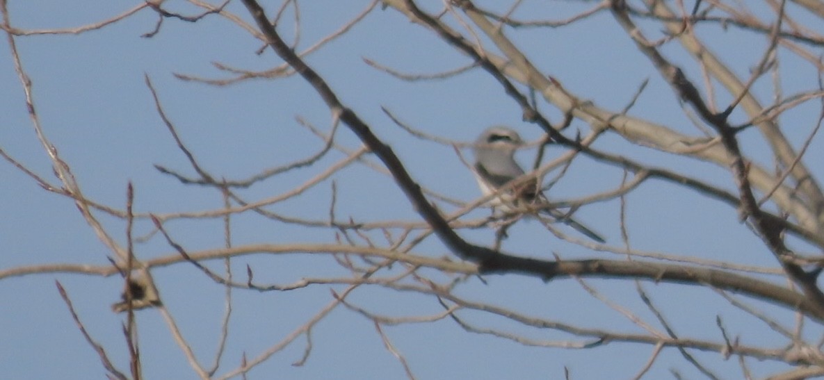 Northern Shrike - ML645668434