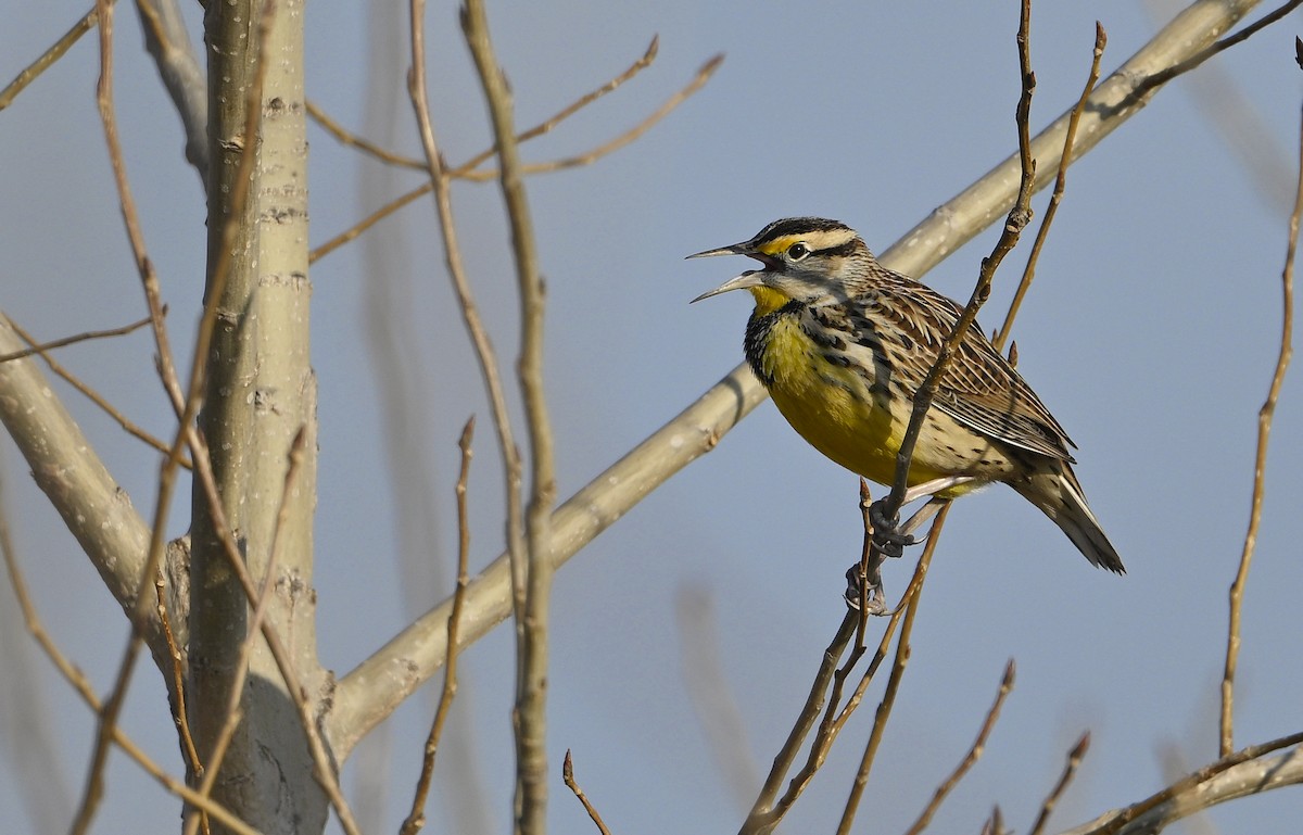 Eastern Meadowlark - ML645668435