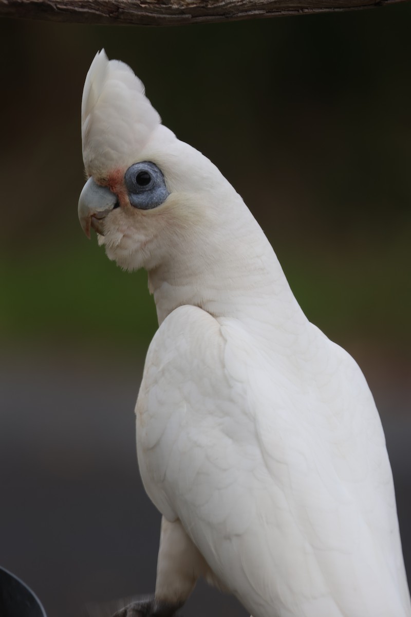 Little Corella - ML645668437