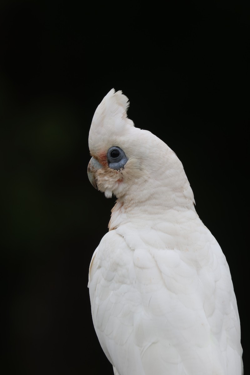 Little Corella - ML645668438