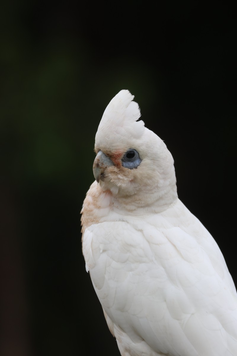 Little Corella - ML645668439