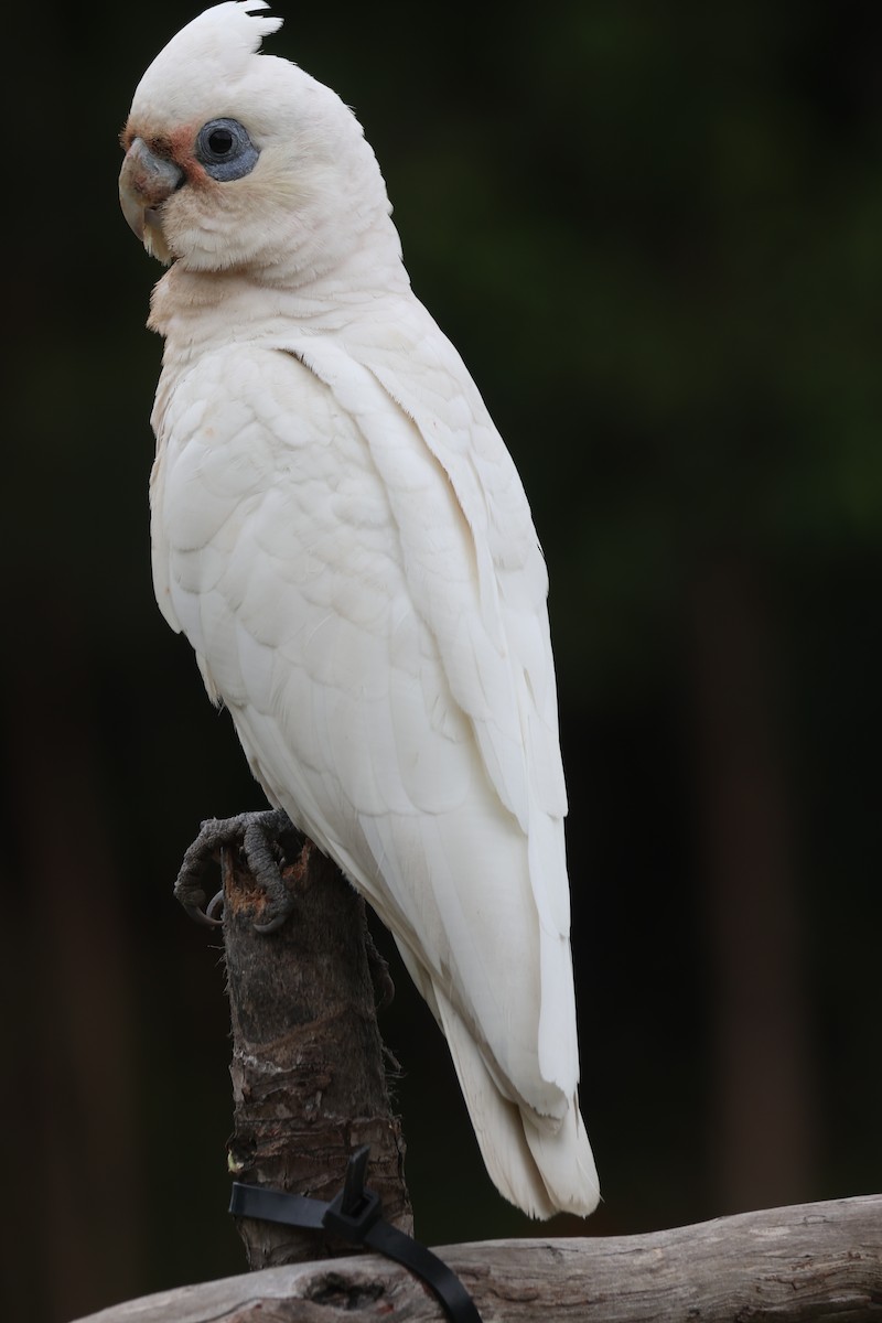 Little Corella - ML645668444
