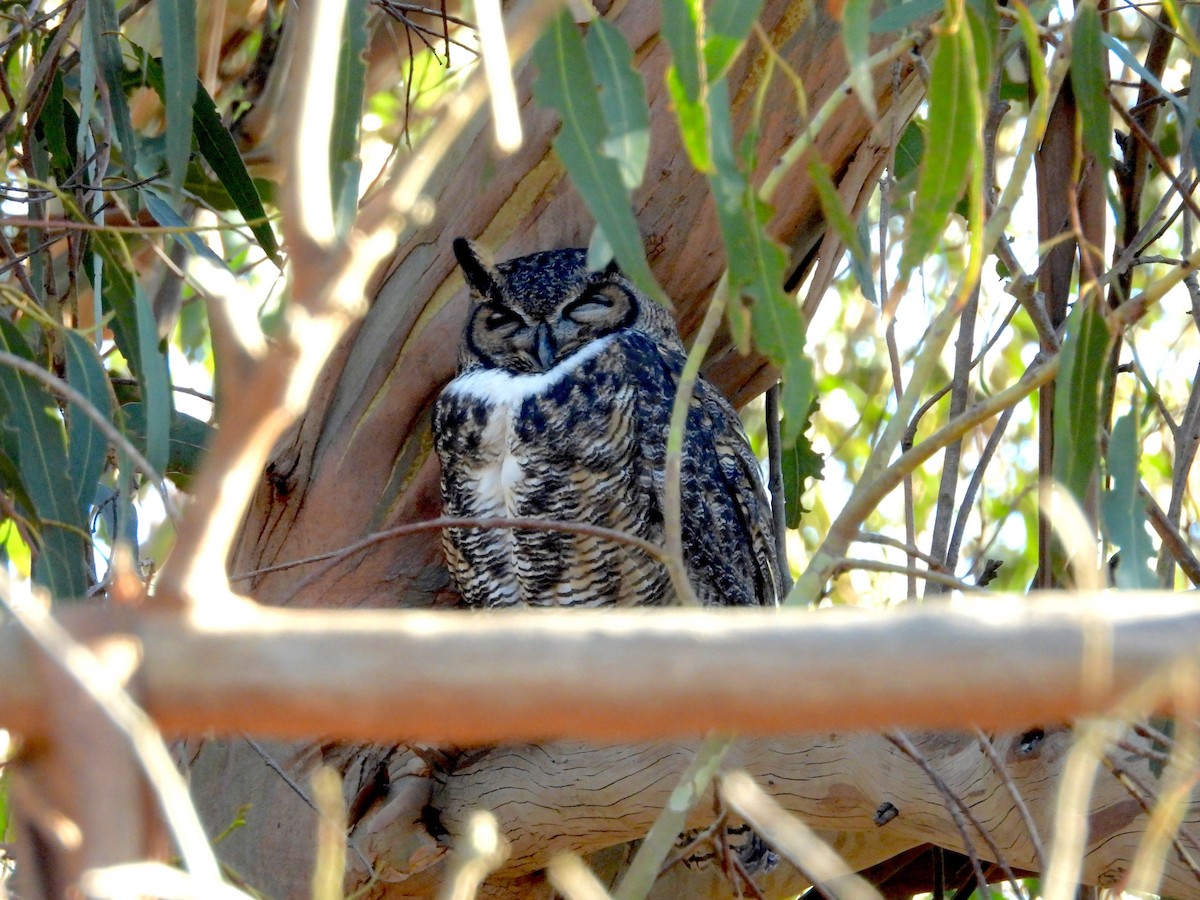 Great Horned Owl - ML645668451