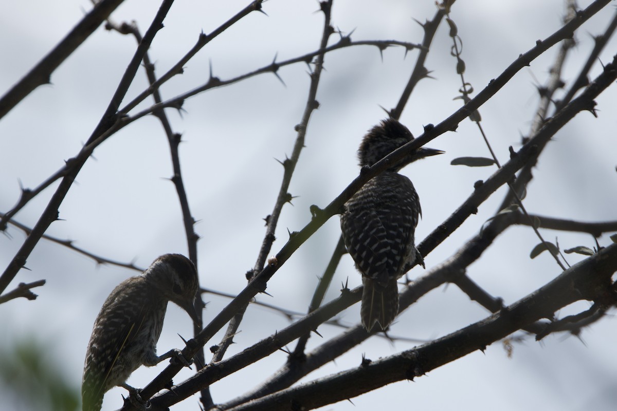 Cardinal Woodpecker - ML645668453