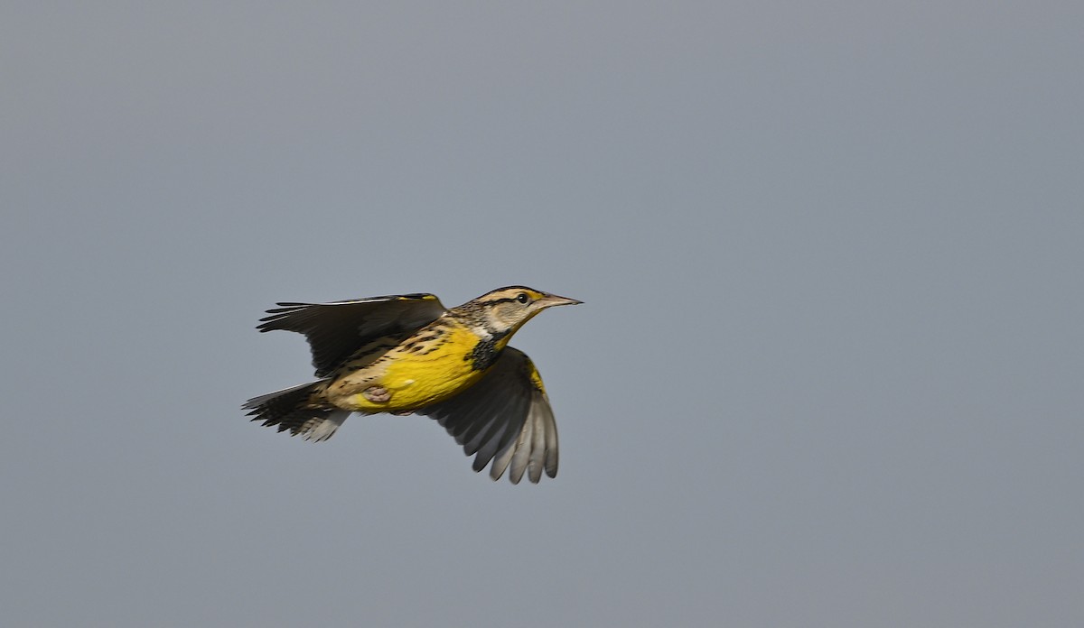 Eastern Meadowlark - ML645668455