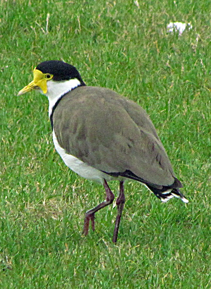 Hegabera maskaraduna - ML645668457