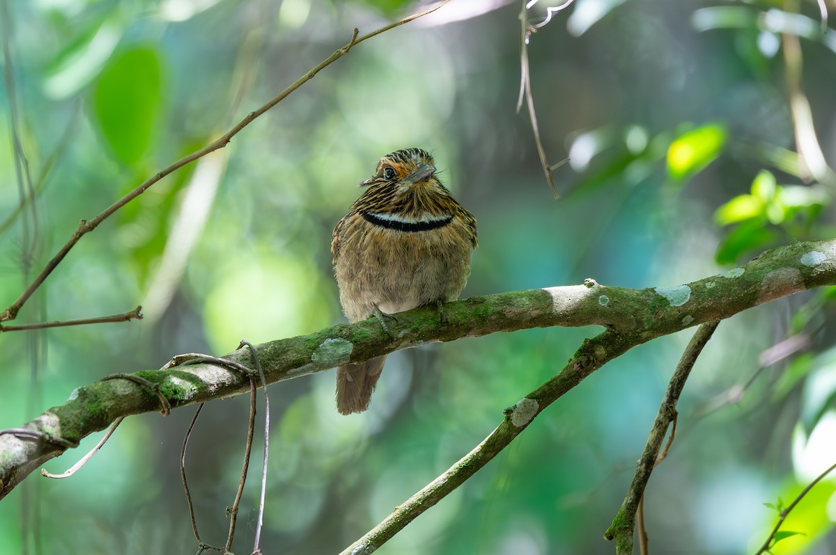 Crescent-chested Puffbird (Greater) - ML645668458