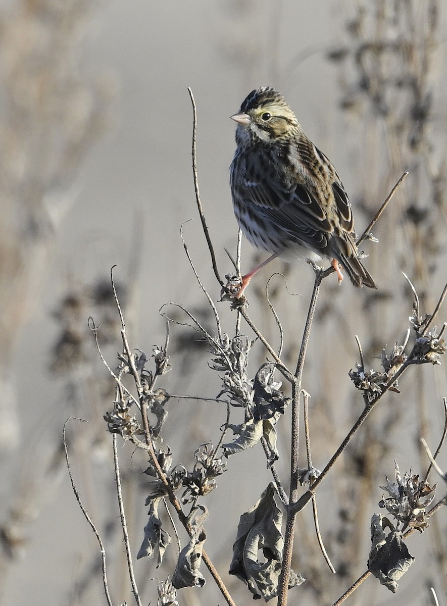 Savannah Sparrow - ML645668459