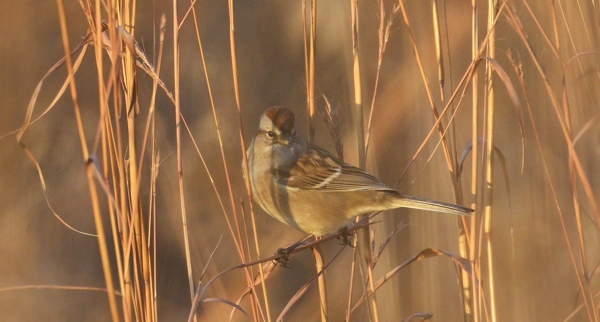 American Tree Sparrow - ML645668461