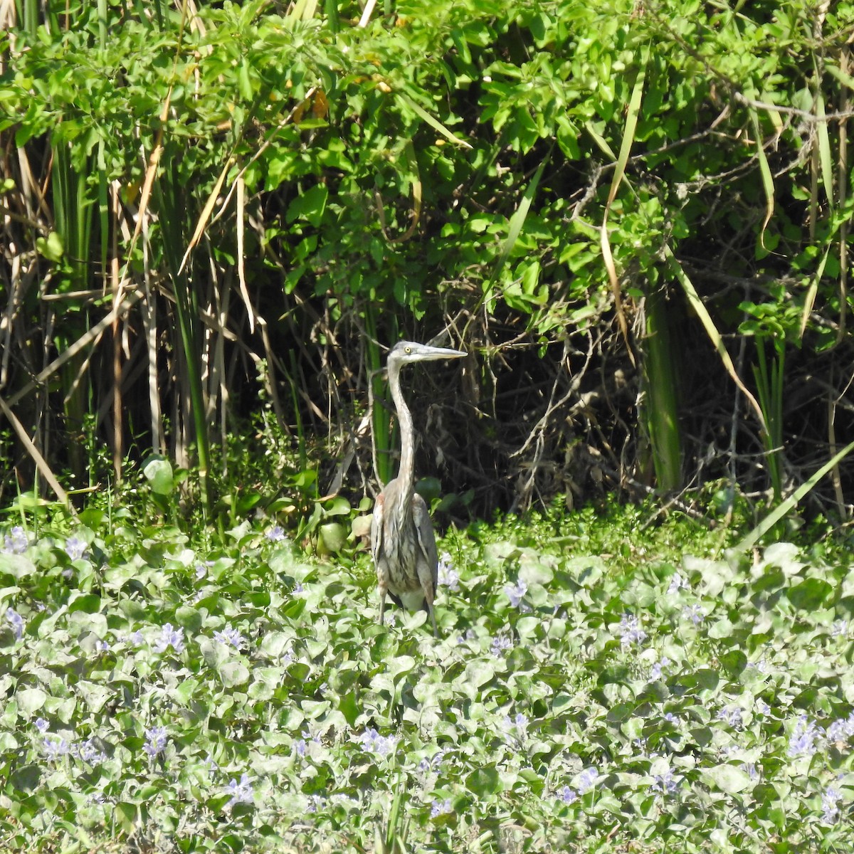 Great Blue Heron - ML645668463