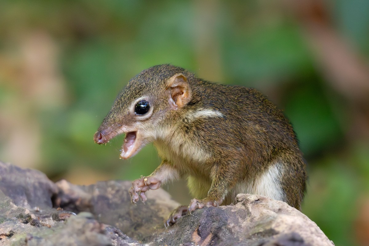 Horsfield's Treeshrew - ML645668464
