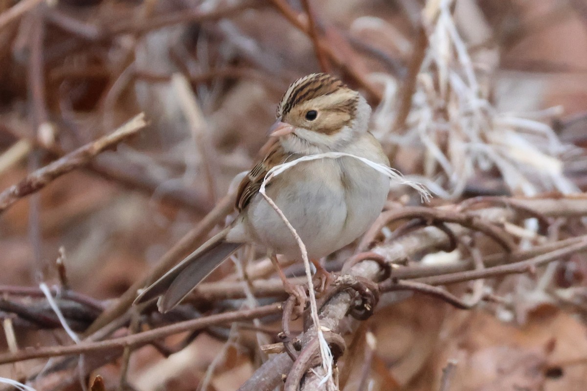 Clay-colored Sparrow - ML645668465