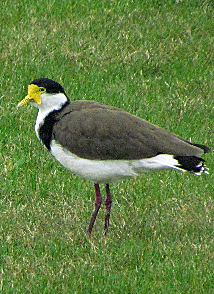 Hegabera maskaraduna - ML645668466