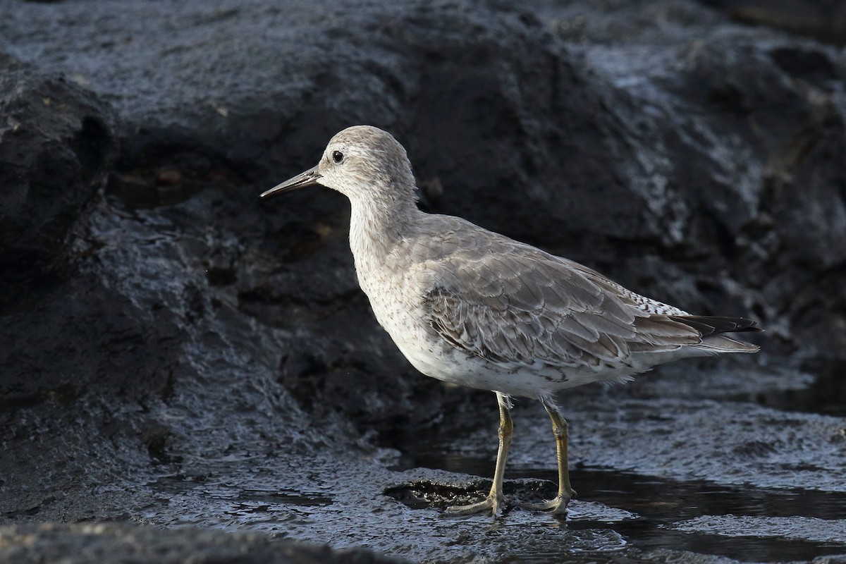 Red Knot - ML645668467