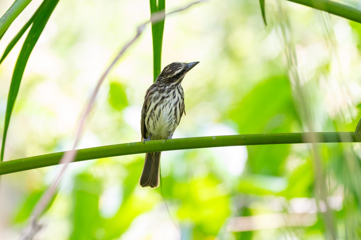 Streaked Flycatcher - ML645668469