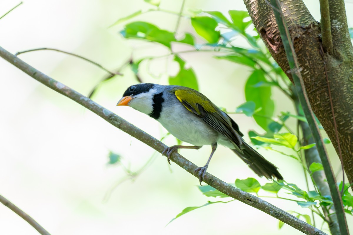 Saffron-billed Sparrow - ML645668476
