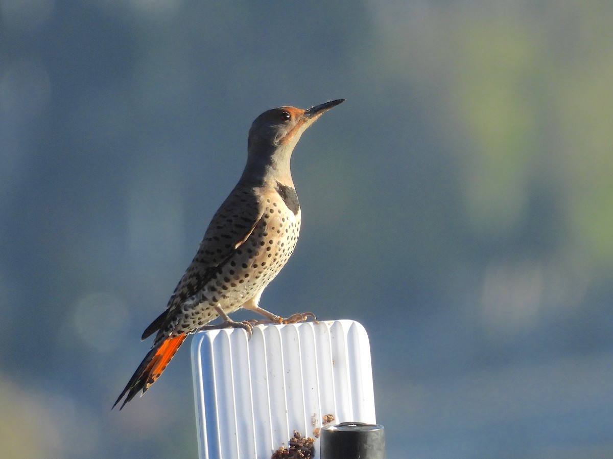 Northern Flicker - ML645668477