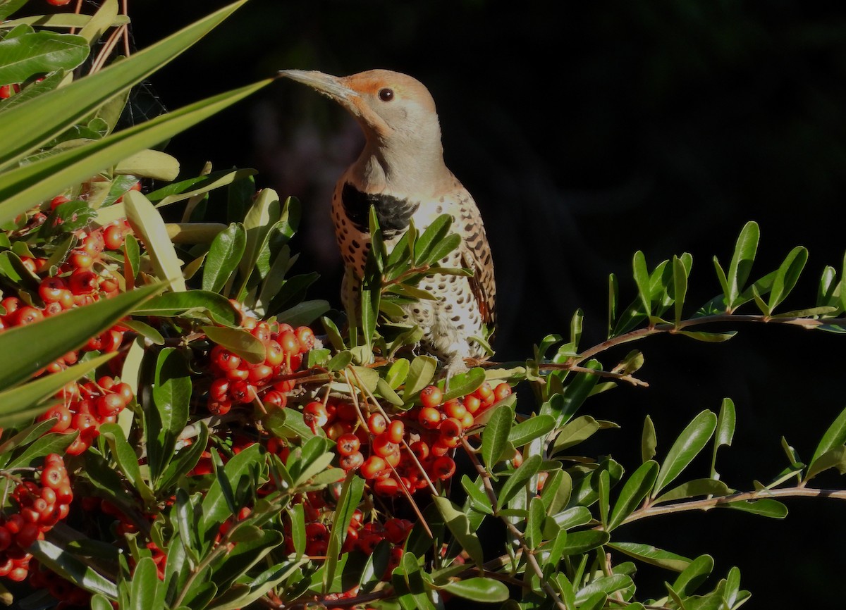 Northern Flicker - ML645668478